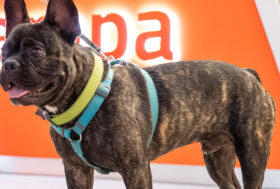 Giornata Mondiale dei Cani in ufficio,