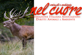 Caccia al Cervo e tiro con l’arco al cinghiale. Veneto nel medioevo