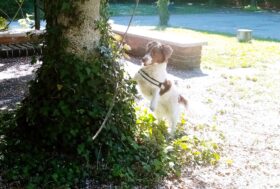 “Giornata Mondiale del Cane”: il miglior amico dell’uomo lo è anche degli allevatori