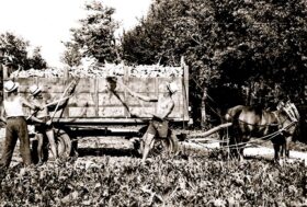 Cavallo motore. Un’agricoltura moderna ad energia naturale