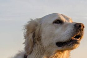 Prolife: La Nutrigenomica nella ciotola