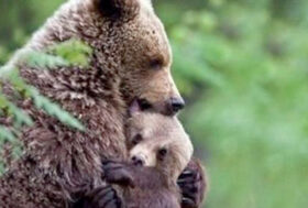 Al tribunale di Trento si riaprono le indagini per la morte dell’orso M62 e di un altro cucciolo ignoto. 