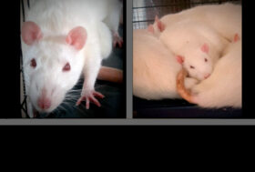 SALVATI DAI LABORATORI 20.475 ANIMALI