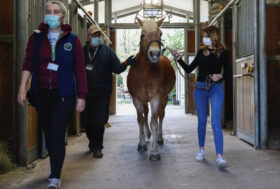 A Niguarda un intervento mediato dal cavallo, per alleviare lo stress emotivo del personale impegnato nella cura dei pazienti covid