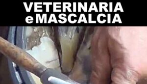 Veterinaria e Mascalcia