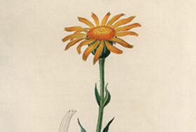 ARNICA MONTANA: forma, curiosità, leggende e magia