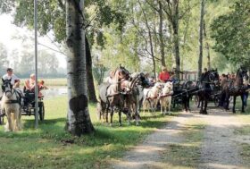 Eccola di nuovo, la “Trottata Frisona” a Soresina, puntuale come sempre