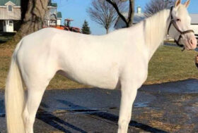 La cavallina “BIANCA” VIA LATTEA ha partorito in America il suo primo puledro: è una femmina dal mantello baio