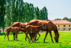 Dal 10 aprile per 10 settimane con ZOOM il corso sull’allevamento del cavallo