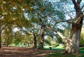 IL CONCORSO IPPICO DI PIAZZA DI SIENA NUOVAMENTE IN CAMPO PER VILLA BORGHESE.