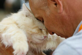 Cresce il numero degli animali che entrano nelle case italiane