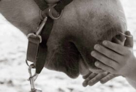 Avvio Corso Avanzato in Interventi Assistiti con gli Animali organizzato dall’ASST GOM Niguarda in collaborazione con il Centro di Riabilitazione Equestre V. di Capua