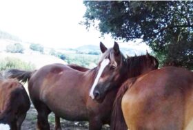 ANACAITPR… ATTIVITA’ DOPO LOCKDOWN E PROGRAMMI AUTUNNO 2020… WORK IN PROGRESS!