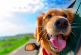 Gli italiani amano andare in vacanza con il proprio pet