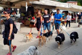 Rientro dalle vacanze: settembre è il momento ideale per prendere con sé un amico a 4 zampe!