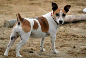 Gina, la Jack Russel uccisa a forconate e bruciata, condannato il colpevole dopo sette anni