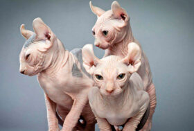 Il gatto elfo, la nuova specie di felino, a Milano per Quattrozampeinfiera