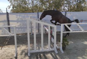 A Tanca Regia il meglio dell’allevamento equino sardo