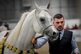 Fieracavalli 2021 un palcoscenico per i migliori esemplari al mondo