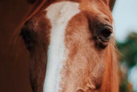 La tragedia dei cavalli della Moby: Horse Angels c’è