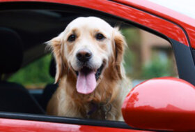 Estate: 8,5 milioni di italiani in vacanza coi propri animali