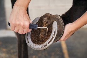 Conosci il “THRUSH”?