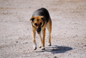 Carabinieri: ogni anno 100mila abbandoni, è reato