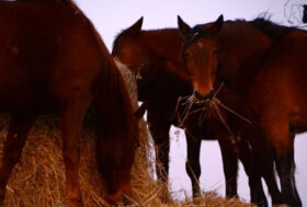 Appello di IHP: “aiutateci a trovare fieno per i nostri cavalli”