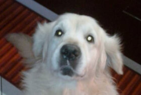 Studio Giapponese: i cani piangono di commozione