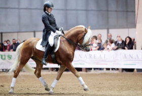 Fieracavalli Verona: Haflinger Folie 2022.