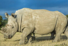 Panama, conferenza Cites per proteggere 600 specie selvatiche