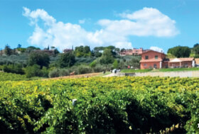 Attacchi: Vendemmia in carrozza