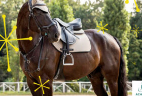 Western o Inglese? la Vetrina delle Ultime Novità. Scopri Subito >