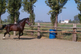 LAV: Arrestato il boss Messina Denaro. Fra i suoi crimini, anche lo sfruttamento di animali