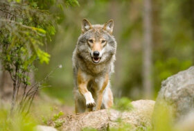 LAV: Lupi avvelenati a Levico