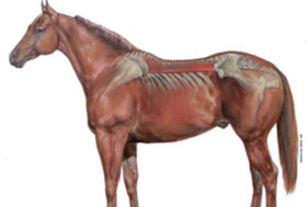 Riconoscere il mal di schiena. Spesso i proprietari pensano che i propri cavalli abbiano mal di schiena. Ma è veramente un problema così frequente?