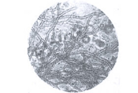 Veterinaria e Mascalcia: l’attacco del tarlo