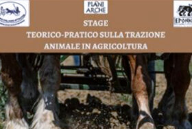 G.I.A: Stage teorico-pratico sul Cavallo in Agricoltura