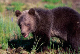 LAV: F36 due cacciatori a processo per la sua morte, chiediamo giustizia per mamma orsa e il suo cucciolo rimasto orfano