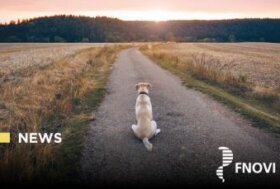 Controllo periodico del microchip: non rischiare di perdere un amico.