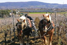 Attacchi: Nel segno della Tradizione. Il lavoro di Orti e Vigne con il Cavallo