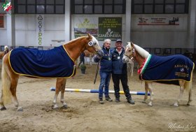 85ª Mostra Nazionale del Cavallo Haflinger. 7° Campionato Nazionale Puledri nati 2024
