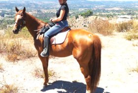 Le allergie primaverili quanto influiscono sulla salute visiva anche quando siamo a cavallo?