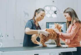 Medici veterinari: un ruolo ancora sottovalutato?