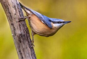 Come gli uccelli si adattano all’urbanizzazione dei territori