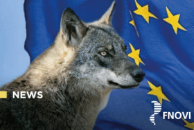 Il Consiglio Europeo modifica la Direttiva Habitat: cambia lo Status di protezione del lupo