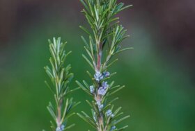 Il Rosmarino. Scopriamo la sua storia e le sue innumerevoli proprietà