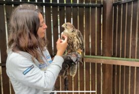 Il parco Oltremare di Riccione accoglie un falco sacro recuperato da Enpa e Cras Savona