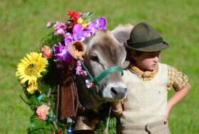 Settembre autentico in Valtellina, tra feste per la transumanza e bramiti dei cervi