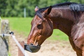 L’importanza degli elettroliti